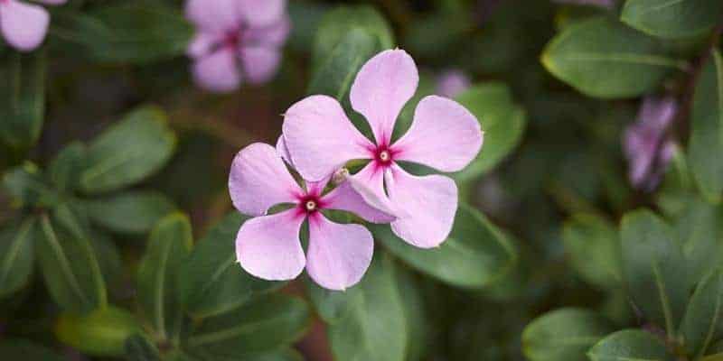 Resep herbal leukemia