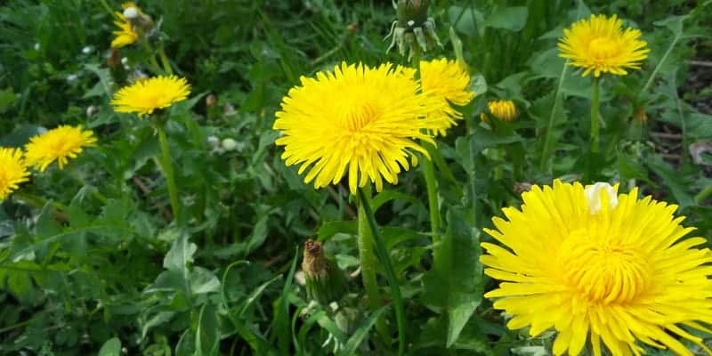 Resep herbal pembengkakan kaki