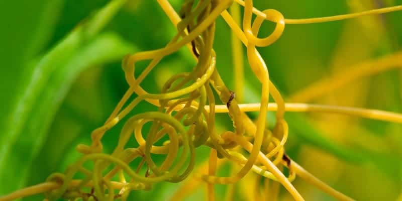 tali putri untuk ramuan herbal meningkatkan nafsu makan