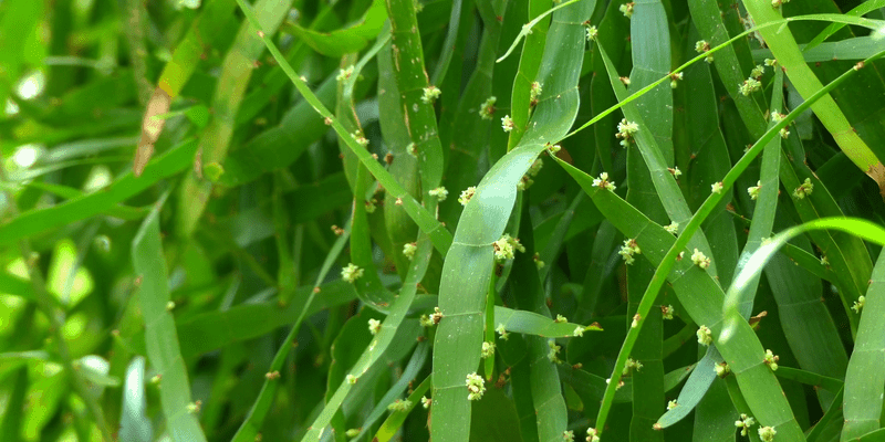 tanaman jakang untuk resep herbal bengkak