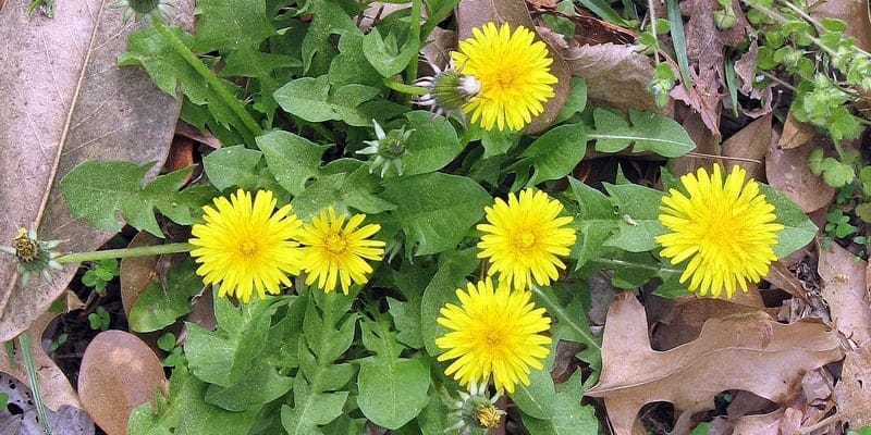 tanaman jombang untuk resep herbal bercak hitam di muka