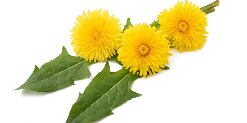 jombang untuk resep herbal bisul