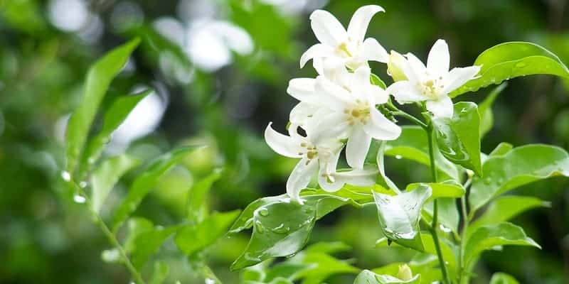 akar kemuning untuk resep herbal bisul di payudara