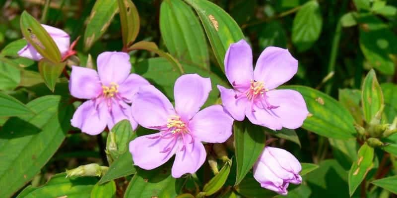 daun senggani untuk resep herbal bisul
