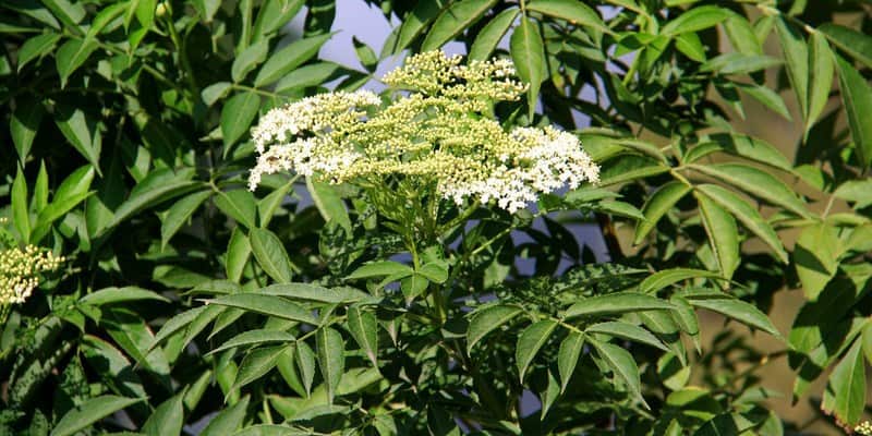 sangitan untuk ramuan herbal beri-beri