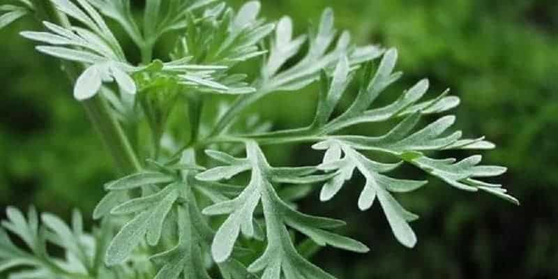 barucina untuk perawatan pasca melahirkan