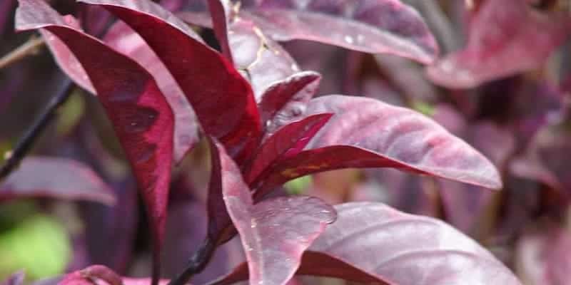 daun wungu untuk resep herbal wasir