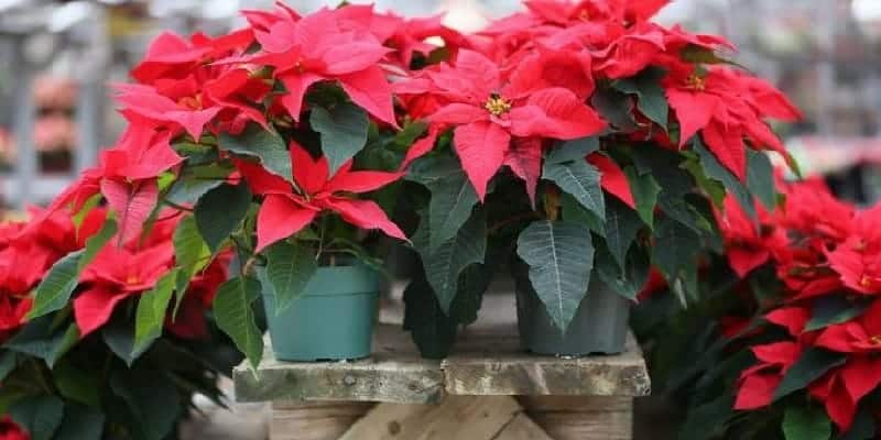 kastuba untuk resep herbal pasca melahirkan