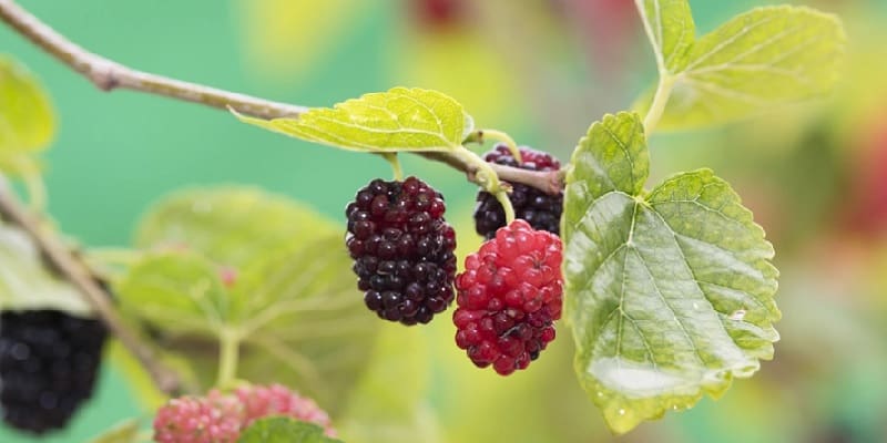 murbei untuk pasca persalinan