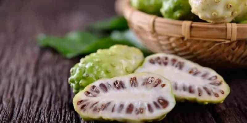 mengkudu untuk ramuan herbal meningkatkan nafsu makan