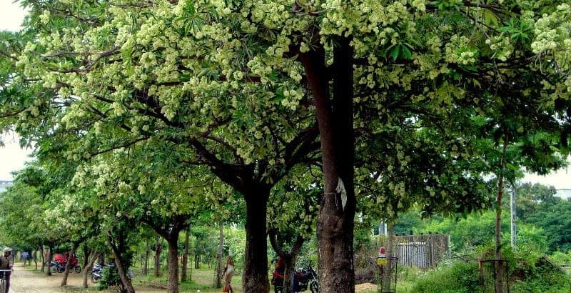 pulai untuk resep herbal pasca melahirkan