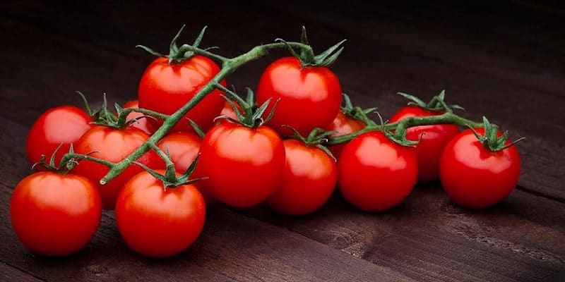 tomat untuk resep herbal wasir