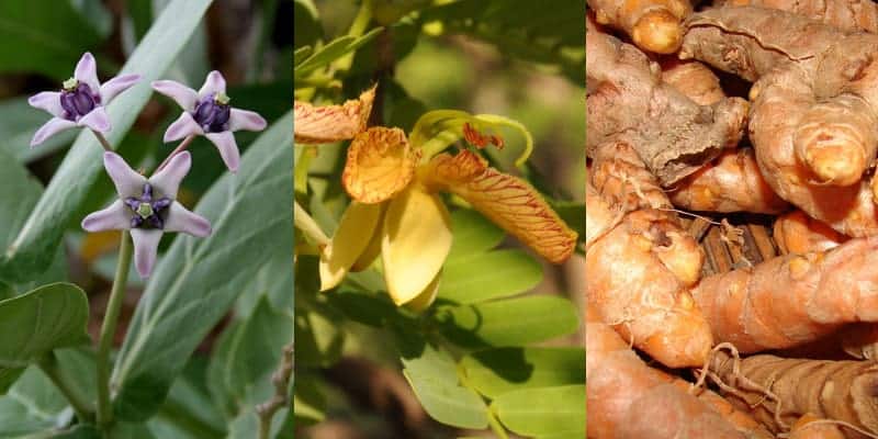 bahan-bahan untuk resep herbal campak