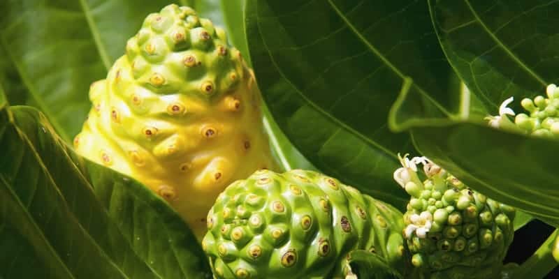 noni juice untuk resep herbal haid berlebihan