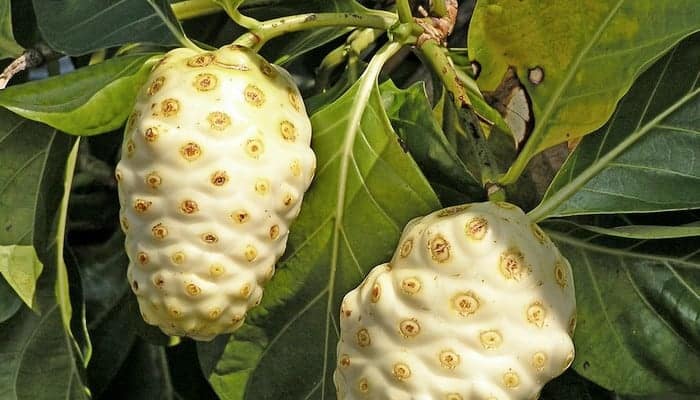 noni juice untuk ramuan herbal eksem