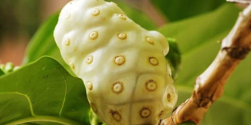 noni juice alternatif ramuan herbal cacar ular
