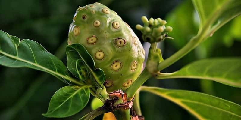 noni juice untuk ramuan herbal cacingan