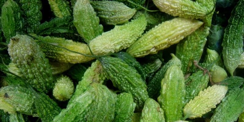 buah pare untuk ramuan herbal diabetes