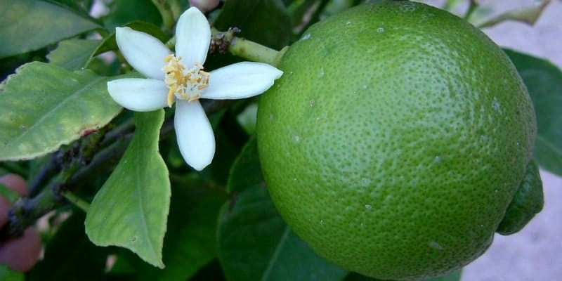 jeruk nipis untuk ramuan herbal darah tinggi