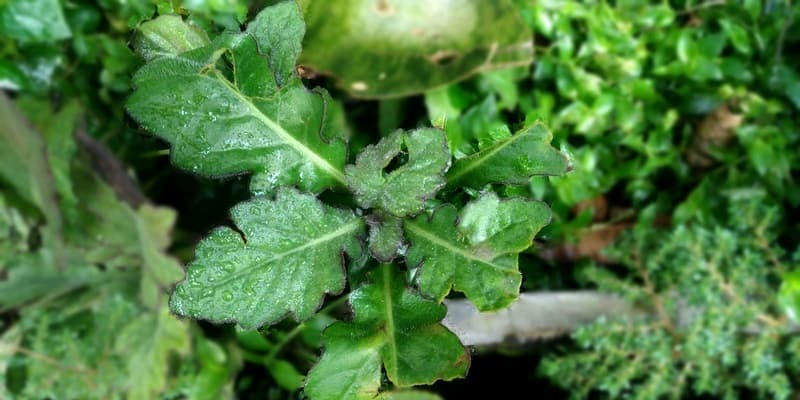 daun dewa untuk ramuan herbal radang prostat