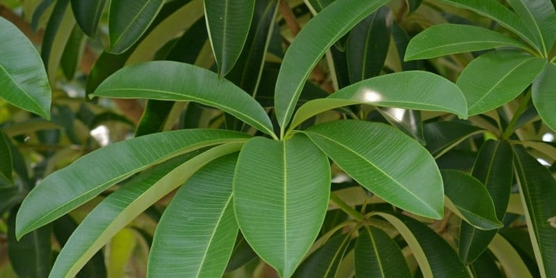 daun pulai untuk ramuan herbal luka bernanah