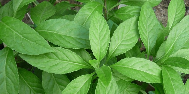 daun sambung nyawa untuk ramuan herbal diabetes