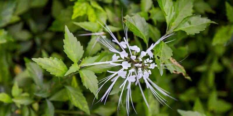kumis kucing untuk ramuan herbal nyeri saat kencing