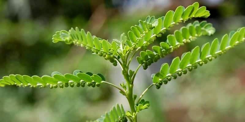 meniran untuk ramuan herbal nyeri saat kencing