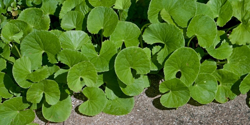 pegagan untuk resep herbal demam