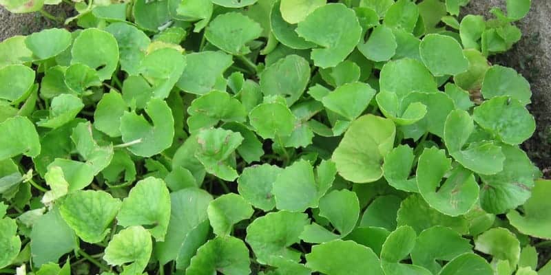 pegagan untuk ramuan herbal campak