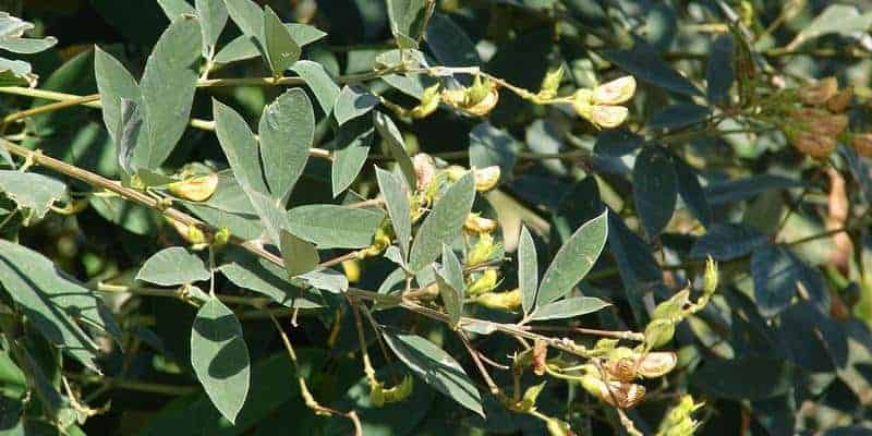 daun gude untuk resep herbal cacar ular
