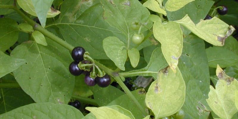 Resep herbal kanker esofagus