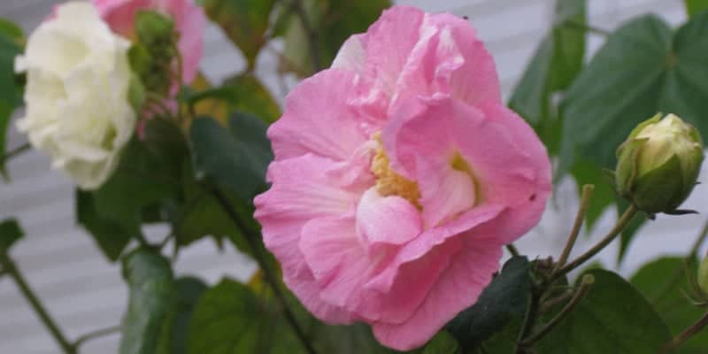 Resep herbal kanker esofagus