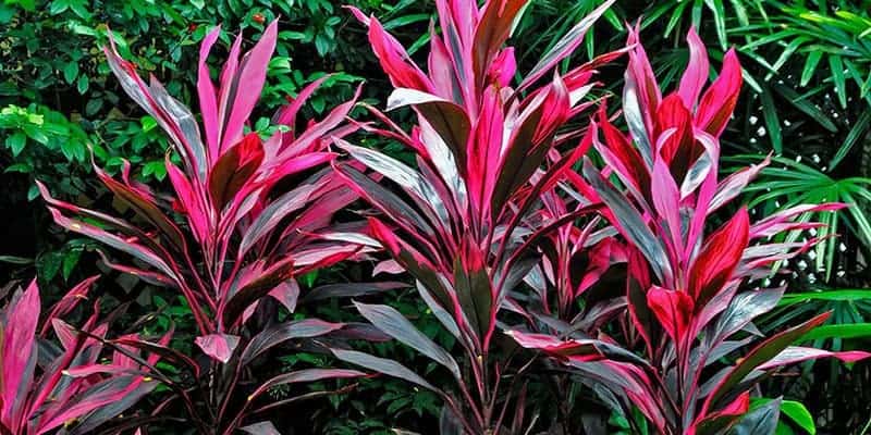 andong untuk resep herbal radang gusi