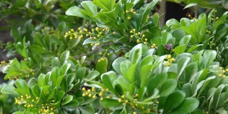 pacar cina untuk ramuan herbal haid berlebihan