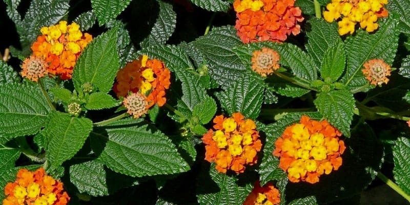 daun tembelekan untuk ramuan herbal eksem