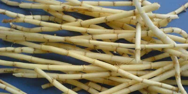 akar alang-alang untuk resep herbal mimisan