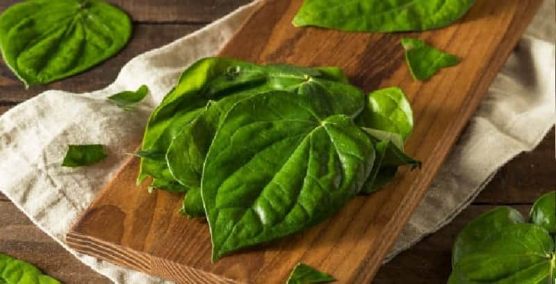 daun sirih untuk ramuan herbal mimisan