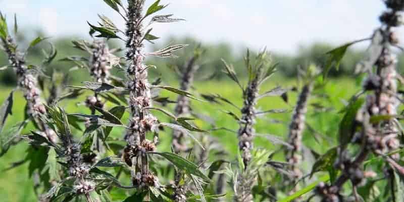 ginjean untuk resep herbal kesuburan