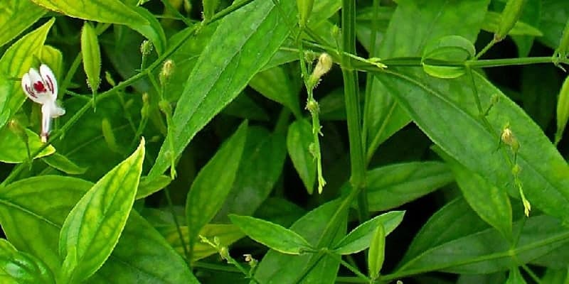 sambiloto untuk ramuan herbal radang prostat
