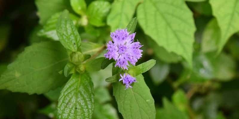 bandotan untuk ramuan herbal luka berdarah
