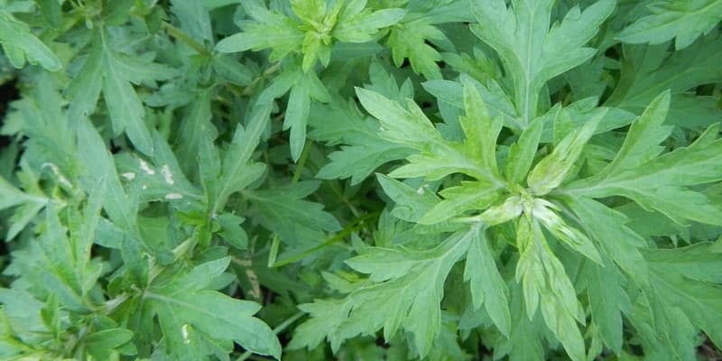 baru cina untuk ramuan herbal disentri