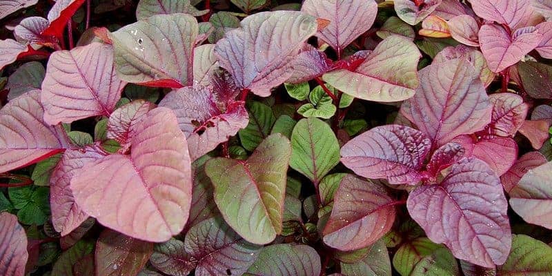 bayam merah untuk ramuan herbal anemia