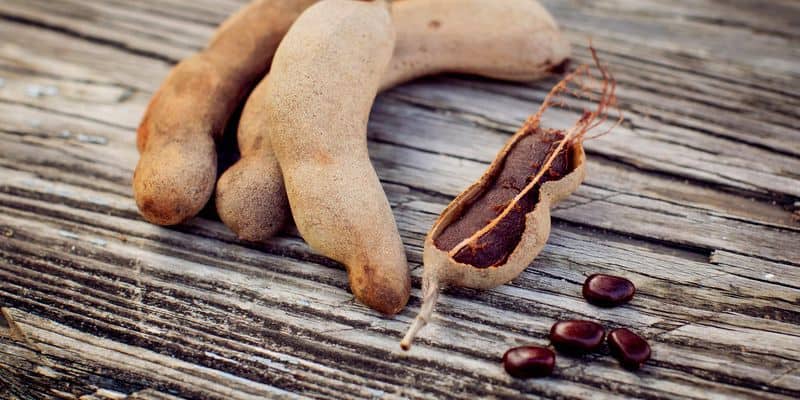 biji asam untuk ramuan herbal karang gigi