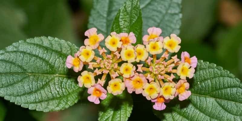 bunga & daun tembelekan untuk ramuan herbal luka berdarah