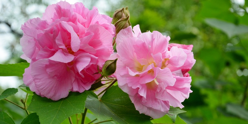 bunga waru landak untuk resep herbal muntah darah