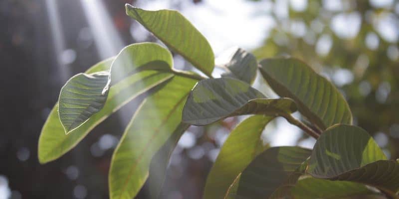 daun jambu biji untuk resep herbal luka berdarah