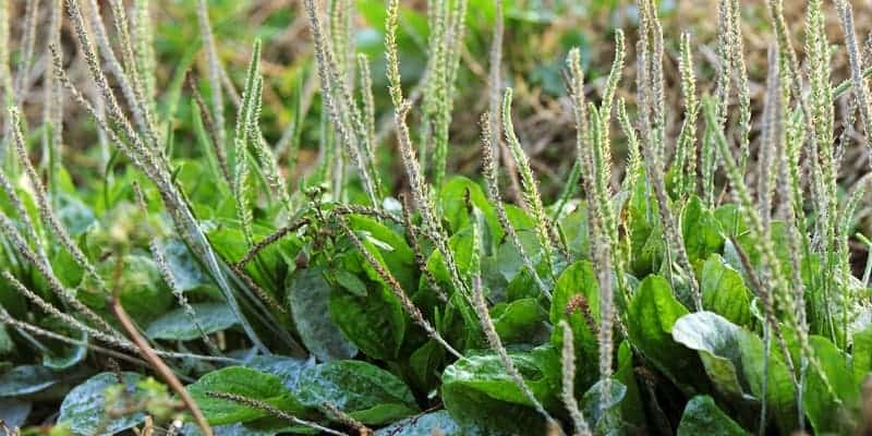 daun sendok untuk resep herbal kencing berdarah
