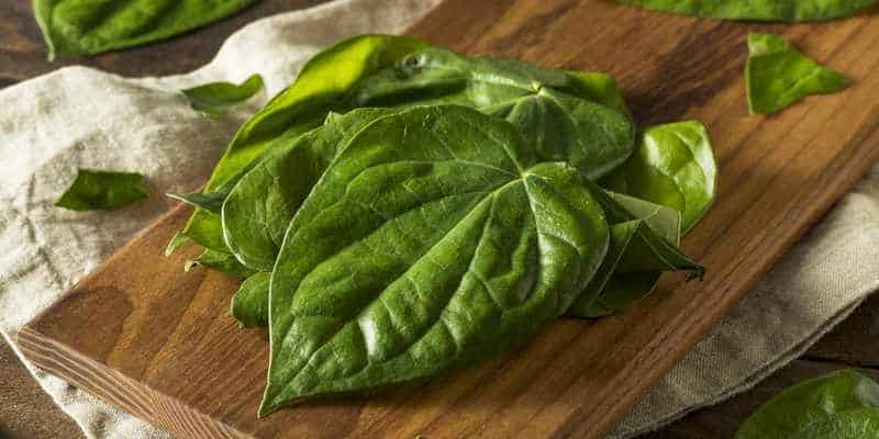 daun sirih untuk resep herbal luka bakar