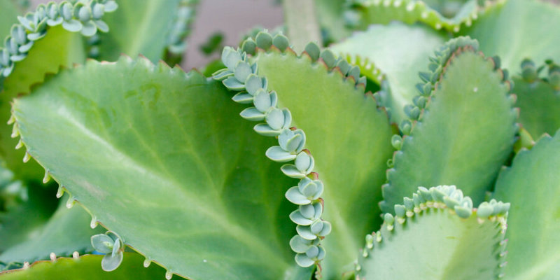 daun sosor bebek untuk ramuan herbal muntah darah